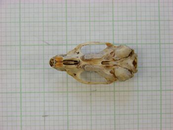 Media type: image;   Mammalogy 31272